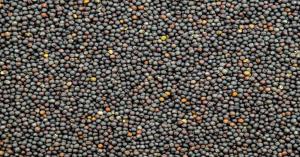 Latest Mustard prices today in Madhya Pradesh (March 13, 2025)